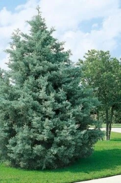 Carolina Sapphire Arizona Cypress - 5 Gallon Pot 10 Carolina Sapphire Arizona Cypress - 5 Gallon Pot -Garden Plants cupressus arizonica arizona carolina sapphire cypress 102 1