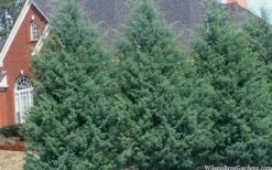 Carolina Sapphire Arizona Cypress - 5 Gallon Pot 12 Carolina Sapphire Arizona Cypress - 5 Gallon Pot -Garden Plants cupressus arizonica arizona carolina sapphire cypress 103 1