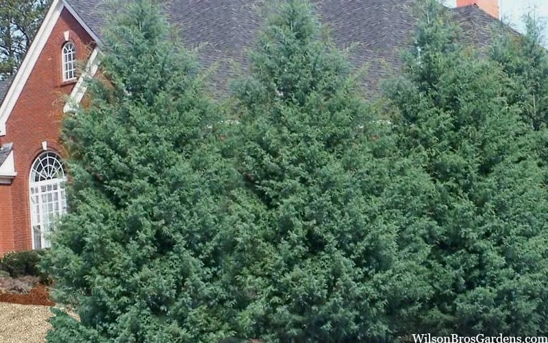 Carolina Sapphire Arizona Cypress - 5 Gallon Pot 6 Carolina Sapphire Arizona Cypress - 5 Gallon Pot - Image 6