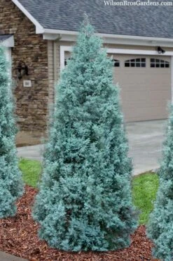 Blue Ice Arizona Cypress - 3 Gallon Pot -Garden Plants cupressus arizonica blue ice cypress 101