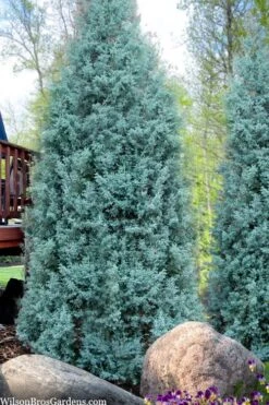Blue Ice Arizona Cypress - 3 Gallon Pot -Garden Plants cupressus arizonica blue ice cypress 103