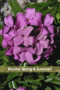 Lawrence Crocker Dwarf Daphne Tree (Standard Topiary) - 1 Gallon Pot -Garden Plants daphne lawrence crocker 12 1