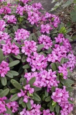 Lawrence Crocker Dwarf Daphne - 1 Gallon Pot -Garden Plants daphne lawrence crocker 3
