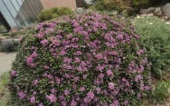 Lawrence Crocker Dwarf Daphne - 1 Gallon Pot -Garden Plants daphne lawrence crocker 7