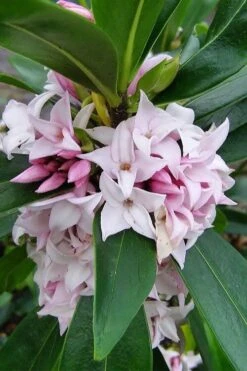 Pink Perfume Princess Winter Daphne - 2 Gallon Pot (SALE) -Garden Plants daphne perfume princess 11