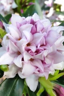 Pink Perfume Princess Winter Daphne - 2 Gallon Pot (SALE) -Garden Plants daphne perfume princess 12