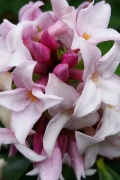 Pink Perfume Princess Winter Daphne - 2 Gallon Pot (SALE) -Garden Plants daphne perfume princess 15