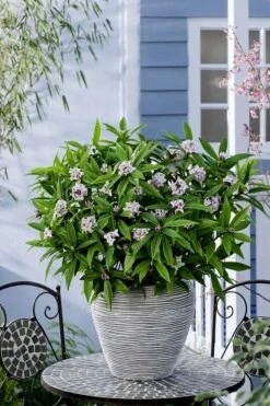Pink Perfume Princess Winter Daphne - 2 Gallon Pot (SALE) -Garden Plants daphne perfume princess 16