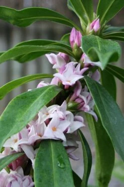 Pink Perfume Princess Winter Daphne - 2 Gallon Pot (SALE) -Garden Plants daphne perfume princess 17
