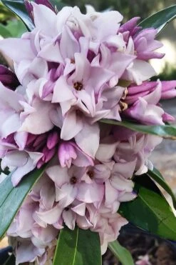 Pink Perfume Princess Winter Daphne - 2 Gallon Pot (SALE) -Garden Plants daphne perfume princess 4