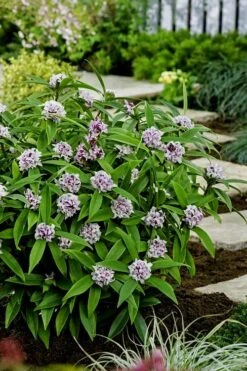 Pink Perfume Princess Winter Daphne - 2 Gallon Pot (SALE) -Garden Plants daphne perfume princess 7