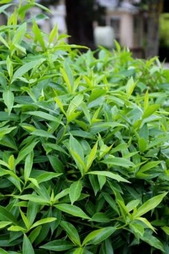 Pink Perfume Princess Winter Daphne - 2 Gallon Pot (SALE) -Garden Plants daphne perfume princess 8