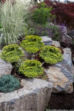 Daub's Frosted Juniper Pom Pom Topiary - 3 Gallon Pot