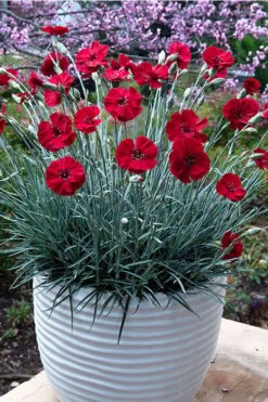 Cherry Pie Dianthus (Carnations) 1 Gallon Pot