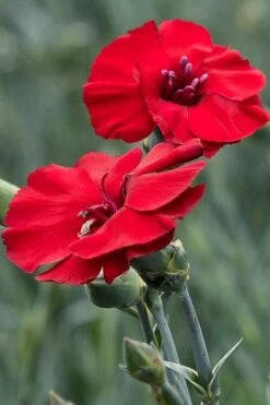 Cherry Pie Dianthus (Carnations) 1 Gallon Pot 8 Cherry Pie Dianthus (Carnations) 1 Gallon Pot -Garden Plants dianthus cherry pie 500x750 1