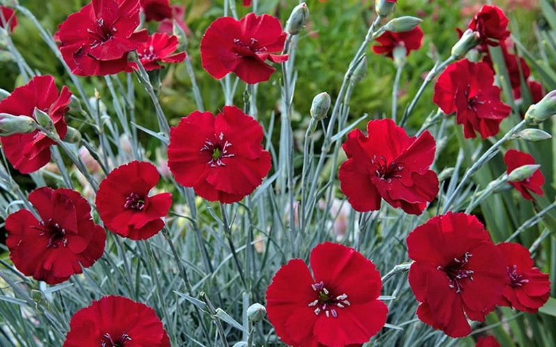 Cherry Pie Dianthus (Carnations) 1 Gallon Pot 5 Cherry Pie Dianthus (Carnations) 1 Gallon Pot - Image 5