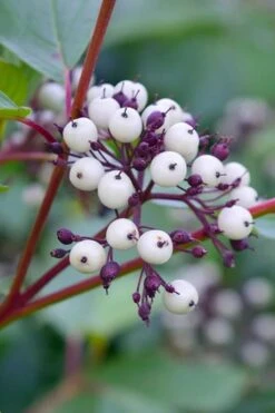 Red Osier Red Twig Dogwood (Cornus Sericea) - 1 Gallon Pot 13 Red Osier Red Twig Dogwood (Cornus Sericea) - 1 Gallon Pot -Garden Plants dogwood red osier 500x750 1