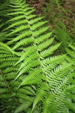 Dixie Wood Fern - Dryopteris Australis - 6 Pack Of 1 Gallon Pots -Garden Plants dryopteris australis dixie wood fern 10