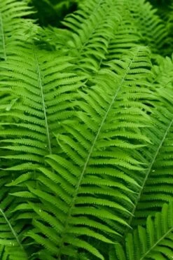 Dixie Wood Fern - Dryopteris Australis - 6 Pack Of 1 Gallon Pots -Garden Plants dryopteris australis dixie wood fern 12