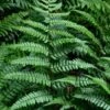 Champions Wood Fern (Dryopteris Championii) - 1 Gallon Pot