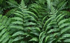 Champions Wood Fern (Dryopteris Championii) - 6 Pack Of 1 Gallon Pots -Garden Plants dryopteris championii champions wood fern 2