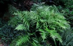 Champions Wood Fern (Dryopteris Championii) - 1 Gallon Pot -Garden Plants dryopteris championii champions wood fern 6 1