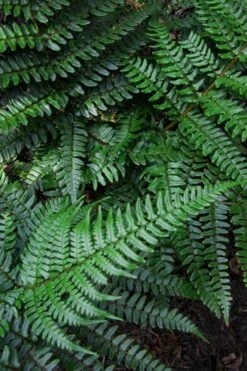Champions Wood Fern (Dryopteris Championii) - 1 Gallon Pot -Garden Plants dryopteris championii champions wood fern 7 1