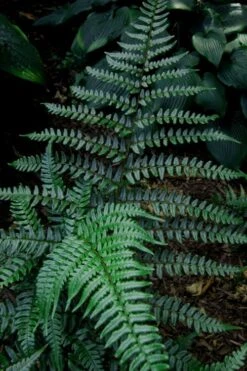 Champions Wood Fern (Dryopteris Championii) - 1 Gallon Pot -Garden Plants dryopteris championii champions wood fern 8 1