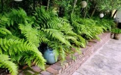 Autumn Brilliance Fern (Dryopteris Erythrosora) - 6 Pack Of 1 Gallon Pots -Garden Plants dryopteris erythrosora autumn brilliance fern 10 2