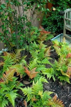 Autumn Brilliance Fern (Dryopteris Erythrosora) - 2.5 Quart Pot 16 Autumn Brilliance Fern (Dryopteris Erythrosora) - 2.5 Quart Pot -Garden Plants dryopteris erythrosora autumn brilliance fern 11