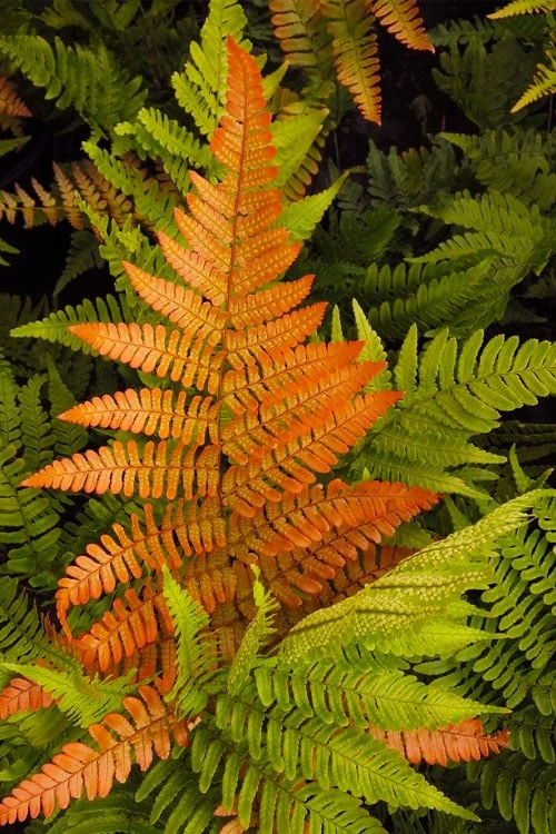 Autumn Brilliance Fern (Dryopteris Erythrosora) - 3 Gallon 4 Autumn Brilliance Fern (Dryopteris Erythrosora) - 3 Gallon - Image 4
