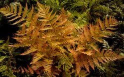 Autumn Brilliance Fern (Dryopteris Erythrosora) - 2.5 Quart Pot 13 Autumn Brilliance Fern (Dryopteris Erythrosora) - 2.5 Quart Pot -Garden Plants dryopteris erythrosora autumn brilliance fern 3