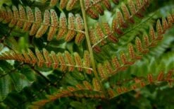 Autumn Brilliance Fern (Dryopteris Erythrosora) - 6 Pack Of 1 Gallon Pots -Garden Plants dryopteris erythrosora autumn brilliance fern 4 2