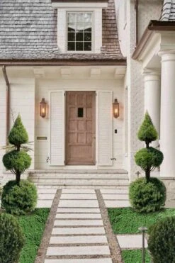 Dwarf Alberta Spruce 2-Ball Cone Topiary - 5 Gallon Pot 7 Dwarf Alberta Spruce 2-Ball Cone Topiary - 5 Gallon Pot -Garden Plants dwarf alberta spruce 3 ball poodle tier with pyramid1