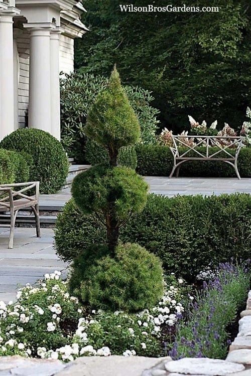 Dwarf Alberta Spruce 2-Ball Cone Topiary - 5 Gallon Pot 1 Dwarf Alberta Spruce 2-Ball Cone Topiary - 5 Gallon Pot