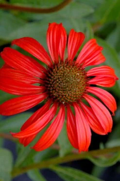 Tomato Soup Coneflower (Echinacea) - 1 Gallon Pot -Garden Plants echinacea tomato soup coneflower 3