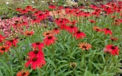 Tomato Soup Coneflower (Echinacea) - 1 Gallon Pot -Garden Plants echinacea tomato soup coneflower 6