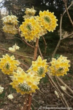 Edgeworthia Chrysantha - Paper Bush - 5 Gallon Pot 16 Edgeworthia Chrysantha - Paper Bush - 5 Gallon Pot -Garden Plants edgeworthia chrysantha 200 1