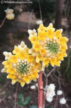 Edgeworthia Chrysantha - Paper Bush - 5 Gallon Pot 17 Edgeworthia Chrysantha - Paper Bush - 5 Gallon Pot -Garden Plants edgeworthia chrysantha 202 1