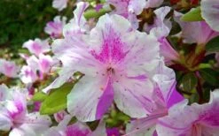 Autumn Twist Encore Azalea - 1 Gallon Pot -Garden Plants encore azalea autumn twist