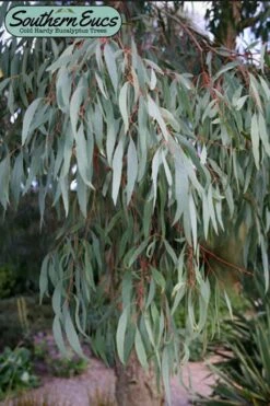 Angus Cold Hardy Eucalyptus Tree (Eucalyptus Nicholii) - Quart Pot -Garden Plants eucalyoptus nicholii angus 1 1
