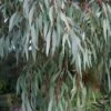 Angus Cold Hardy Eucalyptus Tree (Eucalyptus Nicholii) - 2 Gallon Pot