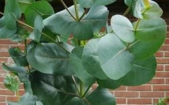 Big O Cold Hardy Eucalyptus Tree (Eucalyptus Neglecta) - 3 Gallon Pot 14 Big O Cold Hardy Eucalyptus Tree (Eucalyptus Neglecta) - 3 Gallon Pot -Garden Plants eucalyptus bigo leaves 7