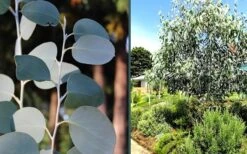 Mappa Tassie Cold Hardy Eucalyptus Tree (Eucalyptus Pauciflora) - 2 Gallon Pot -Garden Plants eucalyptus mappa tassie combo 2