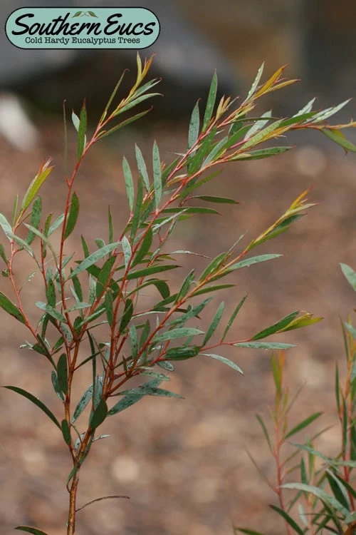 Skinny Minny Hardy Eucalyptus Tree (Eucalyptus Moorei) - 2 Gallon Pot 1 Skinny Minny Hardy Eucalyptus Tree (Eucalyptus Moorei) - 2 Gallon Pot