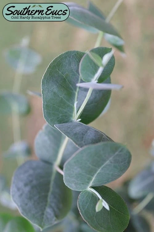 Big O Cold Hardy Eucalyptus Tree (Eucalyptus Neglecta) - 3 Quart Pot 1 Big O Cold Hardy Eucalyptus Tree (Eucalyptus Neglecta) - 3 Quart Pot