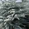 Bluey Cold Hardy Eucalyptus Tree (Eucalyptus Pulverulenta) - Quart Pot