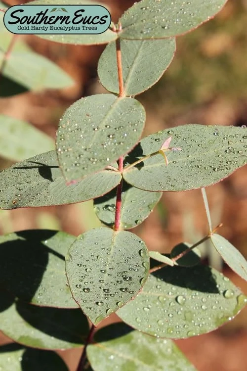 Cab Sav Cold Hardy Eucalyptus Tree (Eucalyptus Rubida) - 1 Gallon Pot 1 Cab Sav Cold Hardy Eucalyptus Tree (Eucalyptus Rubida) - 1 Gallon Pot