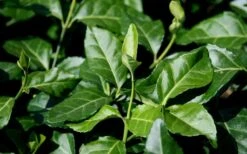 Purple Wintercreeper (Euonymus Fortunei 'Coloratus') - 6 Pack Of Pint Pots -Garden Plants euonymus fortunei coloratus purple wintercreeper 1