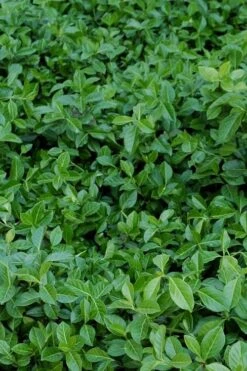 Purple Wintercreeper (Euonymus Fortunei 'Coloratus') - 6 Pack Of Pint Pots -Garden Plants euonymus fortunei coloratus purple wintercreeper 2